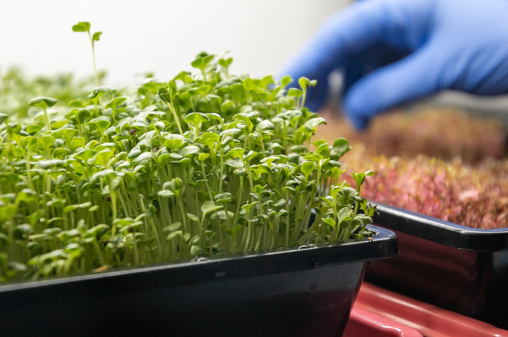 Microgreen Farmer werden