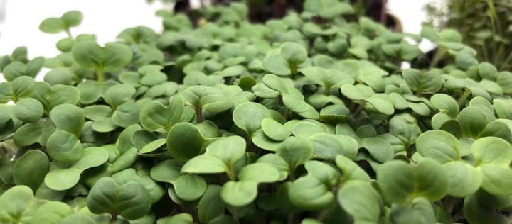 Let’s talk about… Rucola!