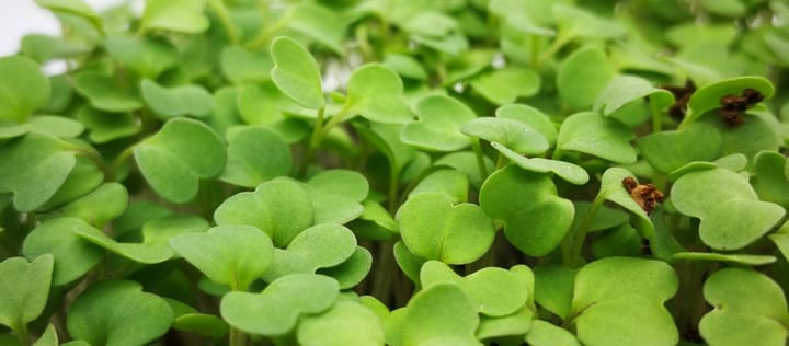 Let’s talk about… Pak Choi!